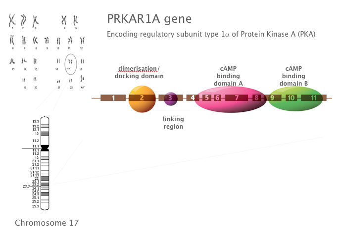 image of prkar1a gene